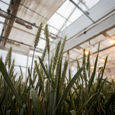 Wheat in the lab